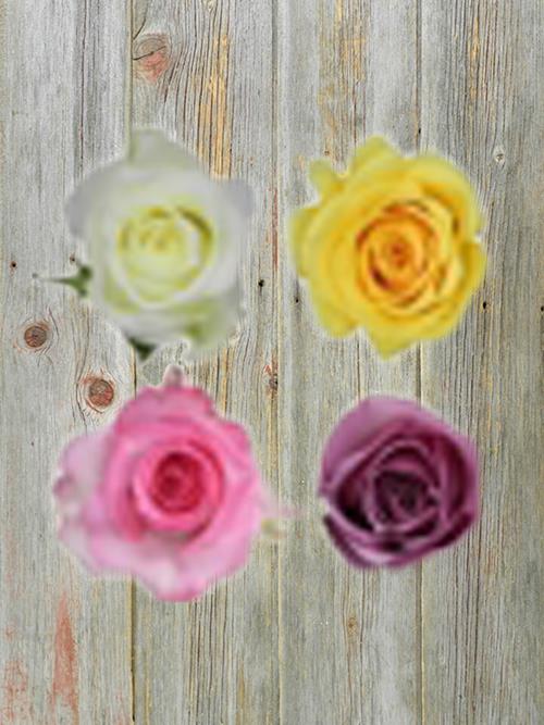 SPRING PACK COLOR ROSES  ASSORTED COMBO BOX